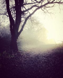 misty morning in the woods