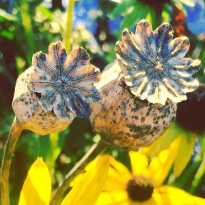 Autumn flowers and seeds